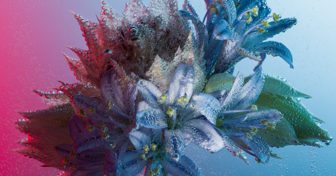 Underwater close-up of bouquet of blue lilies, with warm red light coming from left side