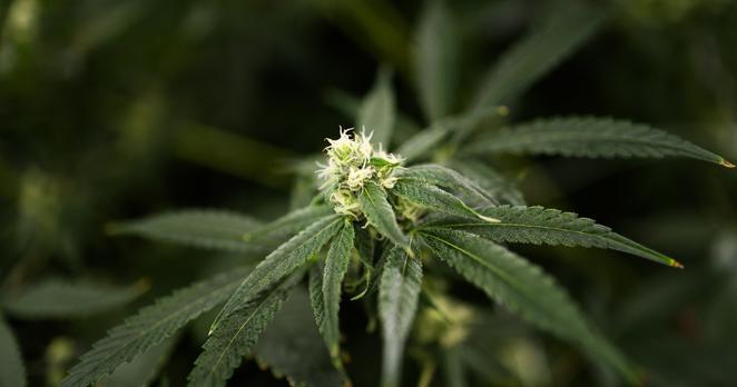 A flowering cannabis plant at Texas Original cannabis farm on Sept. 26, 2024.