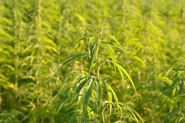 field of hemp