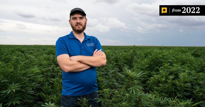 Kyle Bingham in his hemp crop at Bingham Family Vineyards on Aug. 29, 2022, in Terry County. This image includes a label indicating this article was published in 2022.