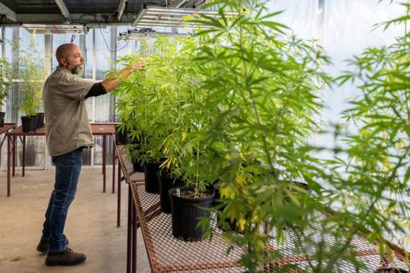 A researcher standing in a greenhouse looks at hemp plants