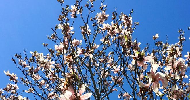 A blue sky on a sunny spring day is the background for a tree blossoming — chosen to represent the fact that poetry can become a new companion for us during tough times, and that it can help us in a variety of ways. Caption reads: New blossoms in springtime — representing new ways to help us feel better. Photo by the Author, Emma Rose Purposeful Poetry.