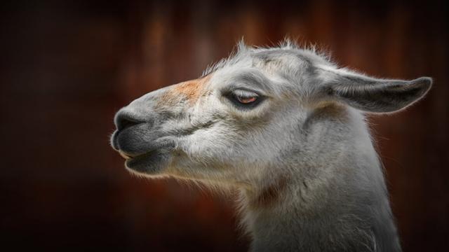 Portrait of Llama against a Wooden Background