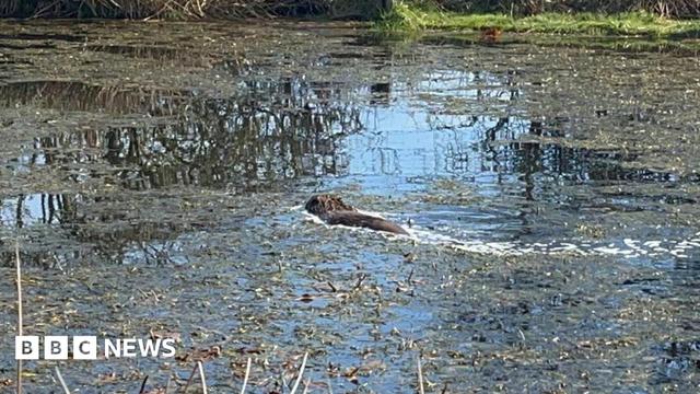 A brown animal swimming in a large area of water with grasses and other plants on the surface A brown animal swimming in a large area of water with grasses and other plants on the surface