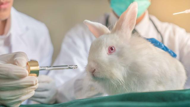 Animal testing