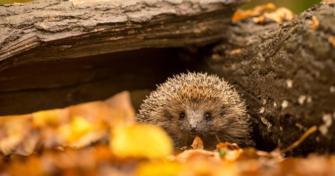 Ein Igel sitzt im Herbstlaub unter einem umgeknickten Baumstamm