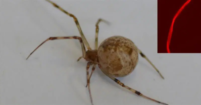 A red silk gene was added to the spider's genome resulting in it producing a fluorescent colored silk