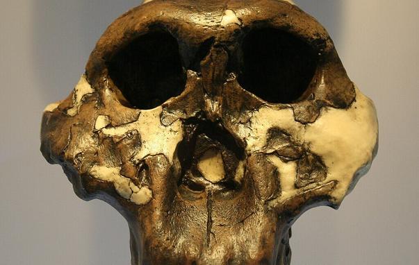 The skull of an early hominid, aged to a dark brown color. The skull is fragmentary, but the fragments are held in the appropriate locations by an underlying beige material.