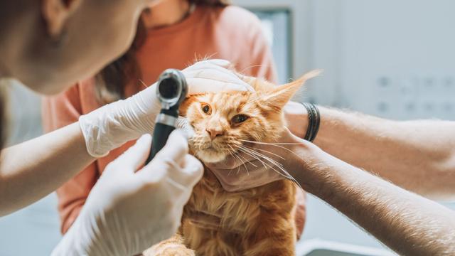Veterinarians Examining the Eyes of a Pet Maine Coon with an Otoscope with a Flashlight. Second Vet Holding and Petting to Calm the Red Cat Down. Working in Modern Veterinary Clinic