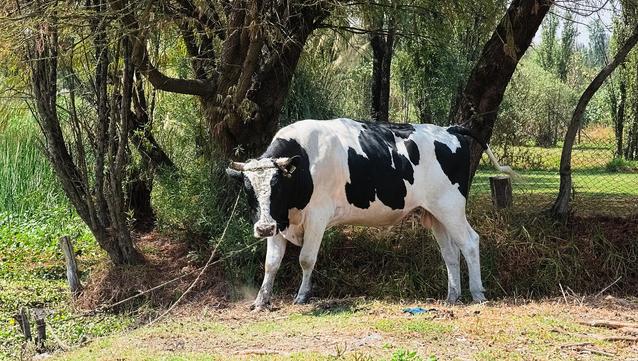 A Holstein bull is tethered to a peg in the ground (Cvmontuy/Wikimedia Commons)
