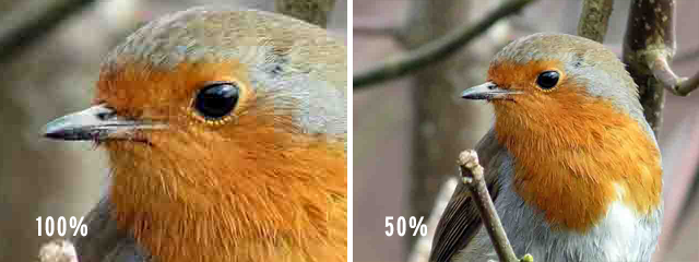 Two images of a robin, side-by-side. The left one shows the image at full scale with heavy JPEG artefacts. The right one shows the image at half scale, with the artefacts less visible.