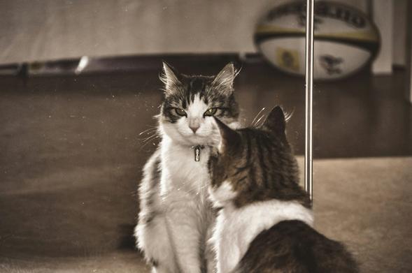 A cat looking at its reflection in a mirror, selected because a palindrome is a word that is the same when viewed in reverse — similar to seeing it in a mirror.
