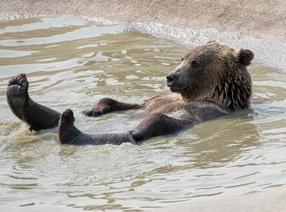 A bear cools itself, lying on its back in shallow water. (Unsplash, mana5280)