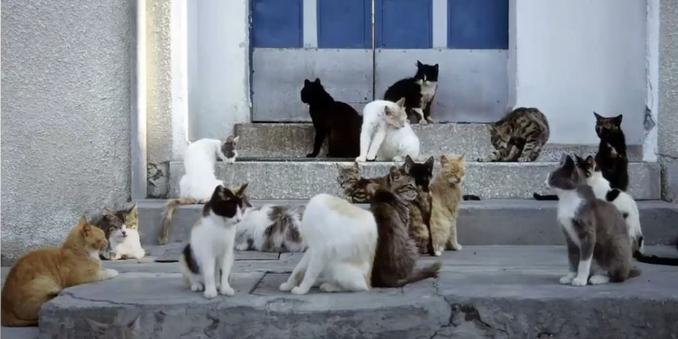 Nove gatti appollaiati su tre scalini. L'epidemia felina a Cipro è uno dei tanti esempi di virus ricombinanti che possono nascere in natura Nove gatti appollaiati su tre scalini. L'epidemia felina a Cipro è uno dei tanti esempi di virus ricombinanti che possono nascere in natura