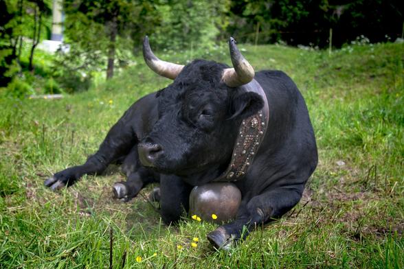 bull sitting, lying (Walter Frehner/Unsplash+) bull sitting, lying (Walter Frehner/Unsplash+)