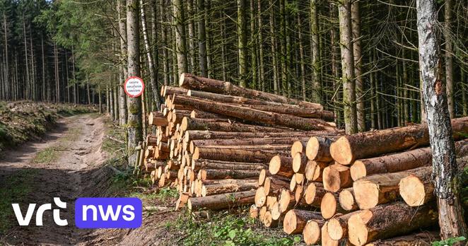 300 voetbalvelden aan bomen: in 2024 is 209 hectare ontbost in Vlaanderen | VRT NWS: nieuws