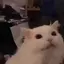 acat_scream