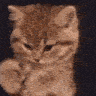 :acat_paws: