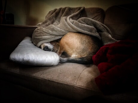 My Beagle Benny curled up under two fuzzy blankets with his head on a pillow