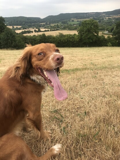 Dog looking at camera with very long tongue hanging out