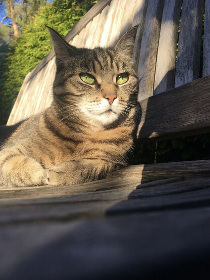 Getigerte flauschige Katze, mit hellgrünen Augen, die in einem Garten auf einer Holzbank in der Abendsonne liegt