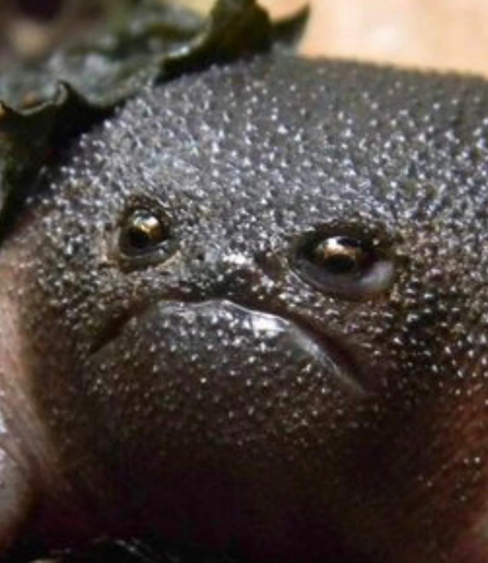 Close-up of a very grumpy frog
