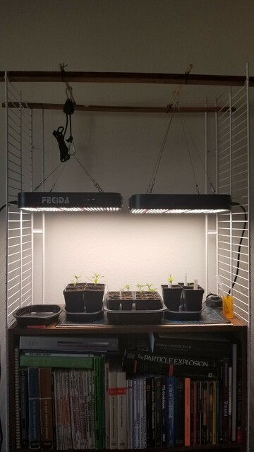 Two LED grow lights hanging from a makeshift light stand over the top of a book shelf. On top of the bookshelf is a heat pad, with my current garden of fifteen chile pepper seedlings on trip of that.