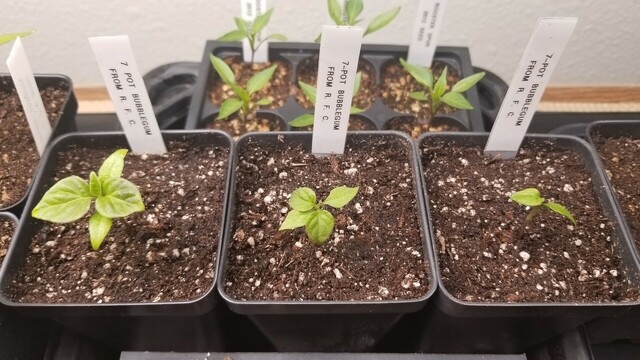 Part of my indoor garden. Five Rooster Spur chile pepper plants in six-pack cells in the background, and three 7-Pot Bubblegum super hot chile pepper plants in two inch pots in the foreground.