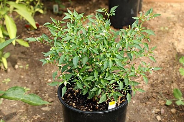 Small Rooster Spur chile pepper plant in a six-inch pot.