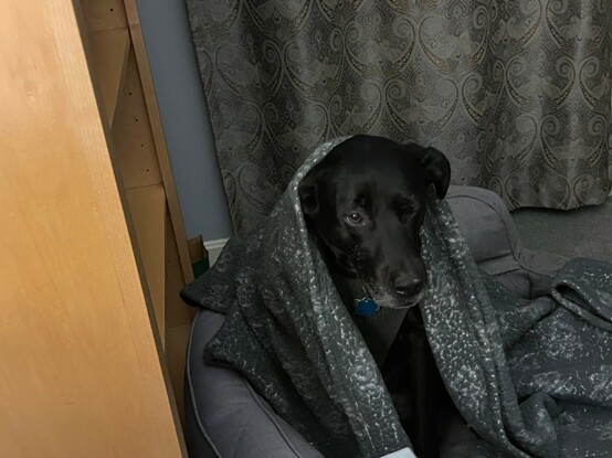 Black dog sitting up in a dog bed wrapped with a blanket. Light colored wooden bookshelf at left and grayish paisley curtain behind.