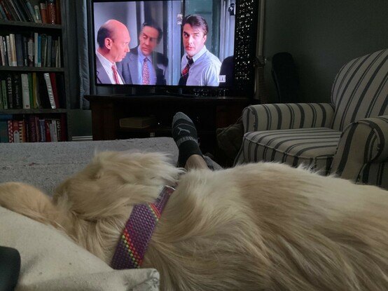 Dog lying on its side with head on a pillow There is  a person’s foot perched on an ottoman perpendicular to the dog and a television in front of the dog and ottoman showing a scene from the television show Law and Order. 