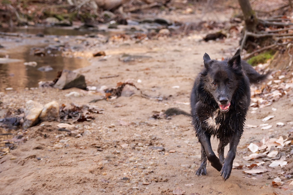 A dog runs along the creek bank in a state park in North Carolina.