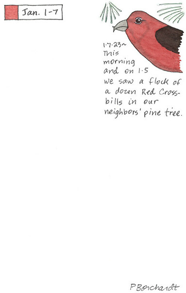 My Perpetual Journal art of a Red Crossbill, seen feeding in our neighbors' pine tree.