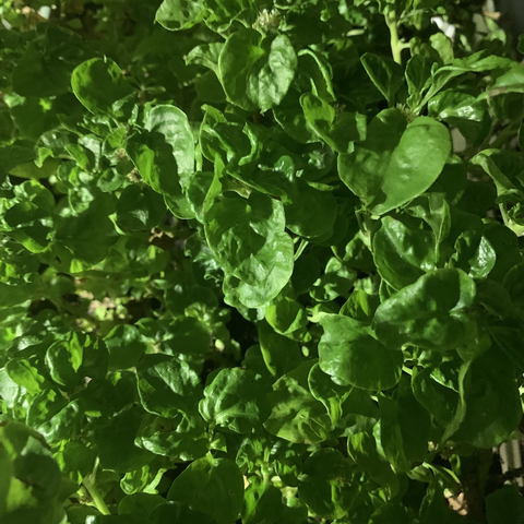 A dense mat of small green leaves. Oh so verdant! Much happiness. 