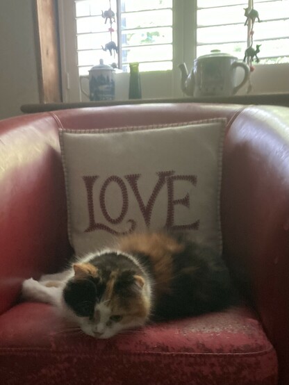 Cat on red chair, cushion with “love” written on it
