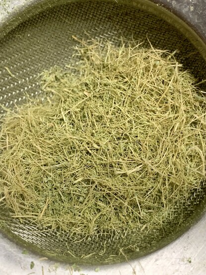 A close up of a fine sieve with yellowish straw remaining after sifting out the green leaf powder. 