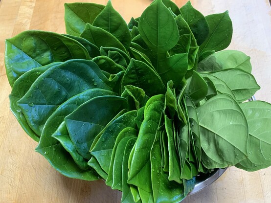 Close up of an large bundle bursting with freshly washed deep green jackfruit leaves. Glory to jackfruit! 