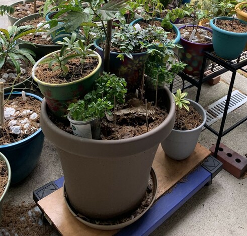 Pic of large pot with small pots inside the pot with a tree growing in the middle. There is oak pollen fronds scattered everywhere. Pic shows rollers and pot setup described in the above text. 
