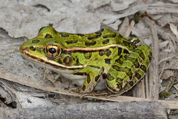 A leopard frog on leaf litter.