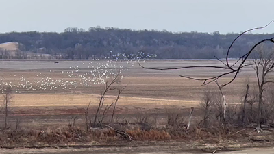 A flock of snow geese circling and circling while deciding where to land.