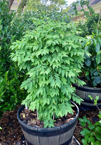 A very verdant leafy green shrub in a half-barrel. The shrub grows by layering more layers of compound leaves. It looks like green version of cousin Itt from Addams Family. 