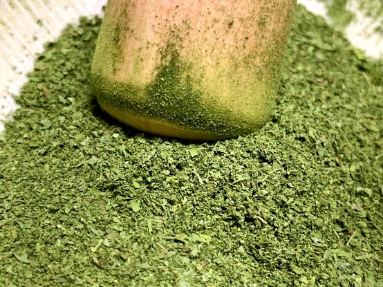 In a white suribachi bowl is dried ground katuk leaves with a green-dyed wooden pestle. The leaves are pea green colored. 
