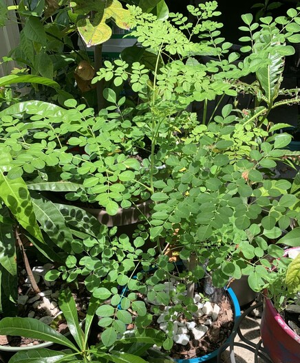 This image is the same as the first image in the top thread. (An explosion of green leaves). 

Adding to the care thread is that you should let the plant grow out until it’s woody at the base (around 4-6 months) before making a hard chop. So that it bushes out. Otherwise, you end up with a tall plant and not many harvestable leaves. 