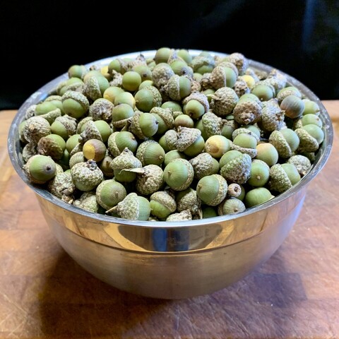 Black background, sitting on a sturdy brown woodblock is a silver bowl filled to the brim with pea-green little acorns. Some still have their grey caps while others have fallen off to reveal a bright sunflower-yellow top. So cheery! 

Some of the recently fallen browning acorns may be ok but you will need to deshell them prior to dehydrating to make sure the seed inside is still fresh (yellow-light orange). 