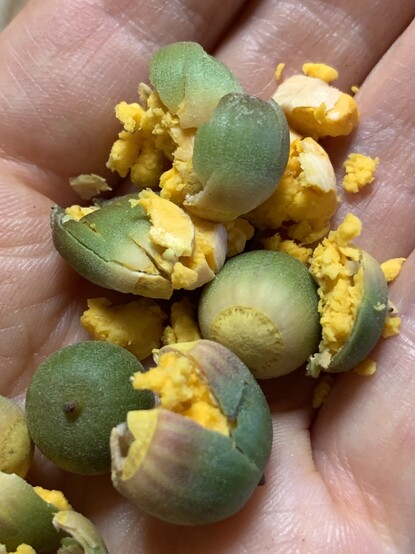 The image shows a close up of a hand with crushed acorns, their guts spilled out like scrambled eggs. This pic shows what the insides of the acorn look like and how you should not use a hammer or culinary mallet to crack them. The shells and acorns are rather soft. What I use for these acorns is a garlic press. You gently crack it and peel the shell away with the soft part of your finger. Don't be tempted to use your fingernails. 