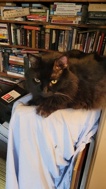Merlin, my oldest male cat. Black cat on the back of a chair in front of full bookcases. 