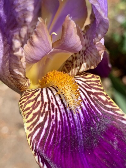 Close up of a iris flower. The standard (upright) petals are a dark lavender leading into a yellow center. It has a very fuzzy orange beard. Yes, beard is the correct anatomical word for this fuzzy thing that looks more like an dyed Cheeto-colored long thin soul patch. The falls (low hanging petal) that the beard is attached to has dark purple veins that bleed together at the base. The outer edges of the petal are yellow and the center is more white. 

Irises are such weird flowers. 