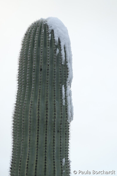 Snow on Saguaro cactus, Tucson, Arizona