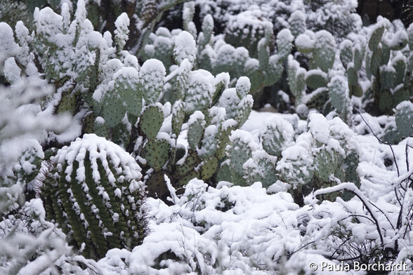 Snow on Barrel cactus and Prickly Pear cactus, Tucson, Arizona