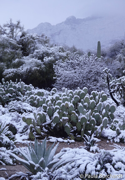 Snowy mountains and landscape, Tucson, Arizona
